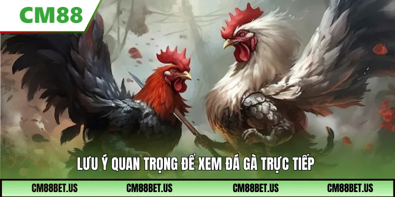 ưu ý quan trọng để xem đá gà trực tiếp