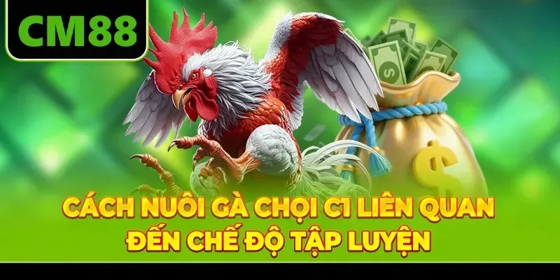 Cách nuôi gà chọi C1 liên quan đến chế độ tập luyện