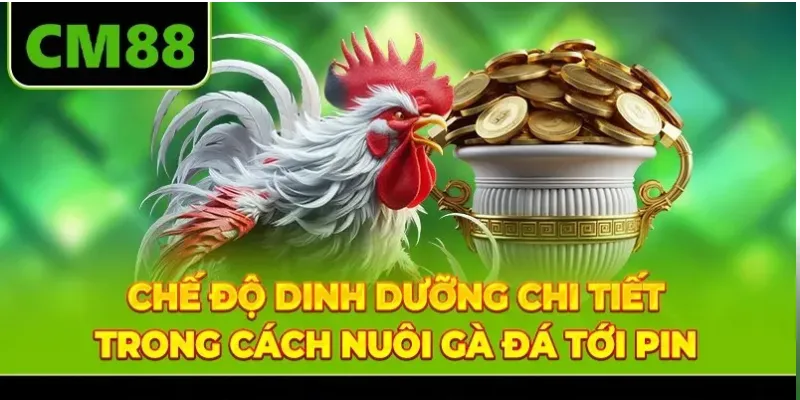 Chế độ dinh dưỡng chi tiết trong cách nuôi gà đá tới pin