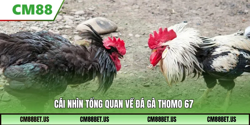 Tổng quan về đá gà Thomo 67